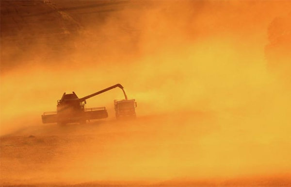 Прогноз по сбору зерна в 2025 году на уровне 135 млн т останется без изменений, несмотря на засуху