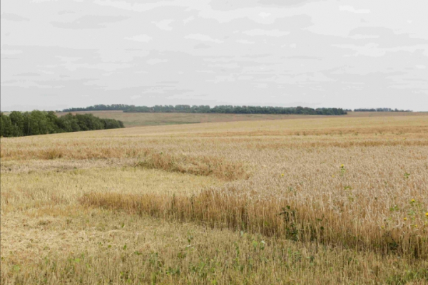 Минсельхоз США оставил прогноз экспорта пшеницы из России на уровне 45 млн тонн в новом сельхозгоду