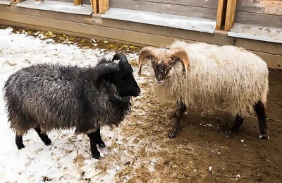 На "Городской ферме" ВДНХ появилась очаровательная новинка &mdash; овца
